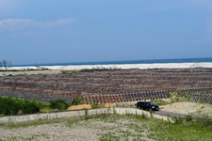⑩名取市閖上地区　海岸林および海岸堤防の整備状況